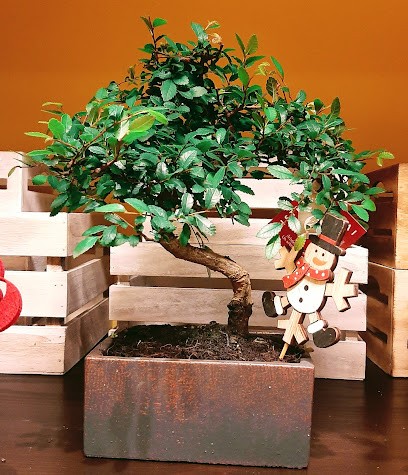 O Agro Arte Floral, Floristería en Betanzos