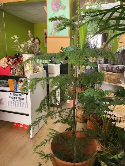 Eva Domínguez Floristería, Floristería en Valverde del Camino