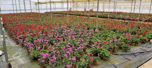 Vivero ATLANTICO SUR, Floristería en Gibraleón