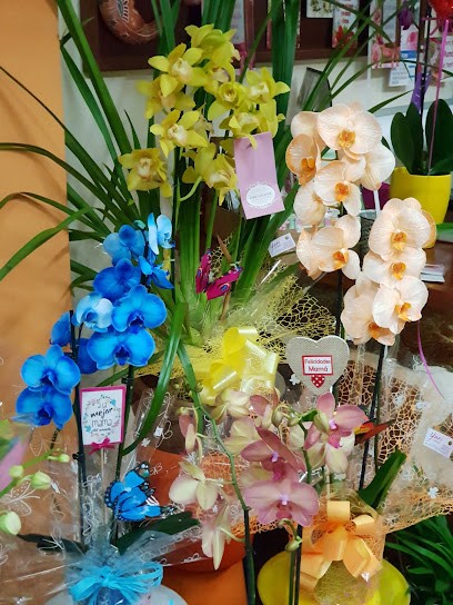 Yani Floristería, Floristería en Tías