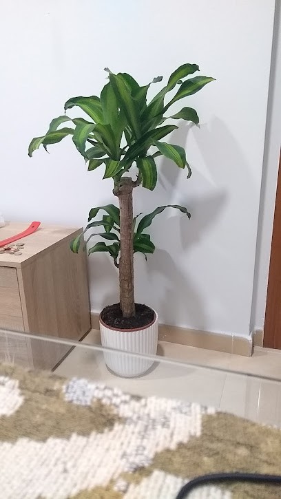 Punt Verd Plantes i Flors, Floristería en Móra d'Ebre