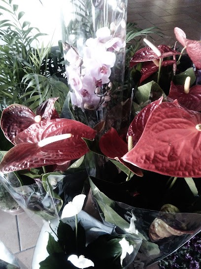 FLORISTERIA MONTELLANO - ESQUEJES CENTRO DE JARDINERIA, Floristería en Montellano