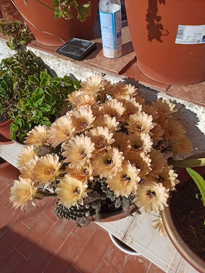 Natura, Floristería en Moratalla