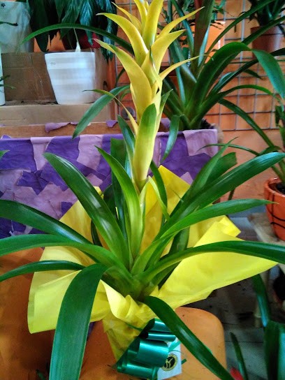 Flores el Vergel, Floristería en Caspe