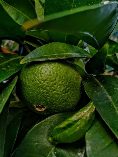 Arte Flor, Floristería en Villanueva de la Vera