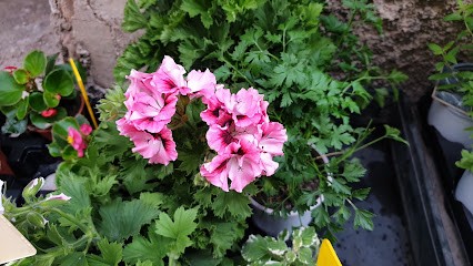 Floristeria Vimar, Floristería en Borriol