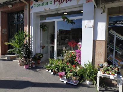 Floristeria Primavera, Floristería en Maracena