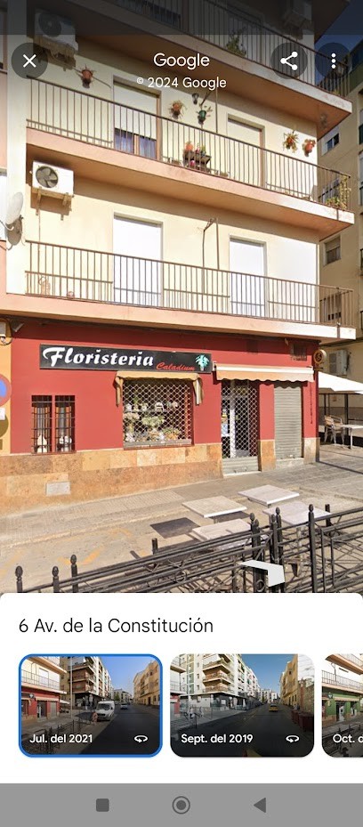 Floristería. Caladium., Floristería en Úbeda