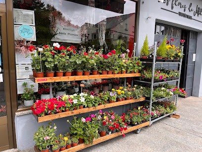 Las Flores de Mila, Floristería en Puebla de Sanabria