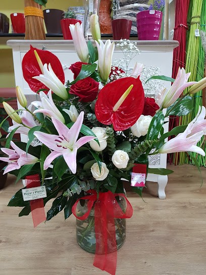 Floristería Hogar y Plantas, Floristería en Briviesca