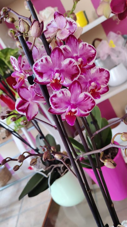 Floristeria Toñi, Floristería en Alhaurín el Grande